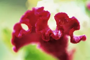 Celosia: Cock's Comb