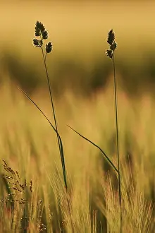 Roadside: Cock's-foot