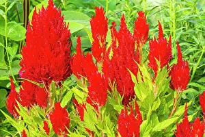 Magentas: Cockscomb, Celosia plumosa Fresh Look, flowers