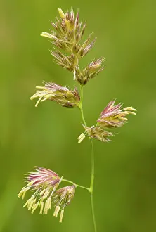 Glomerata: Cocksfoot Grass - in flower