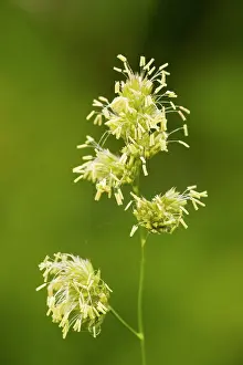 Glomerata: Cocksfoot grass - in flower