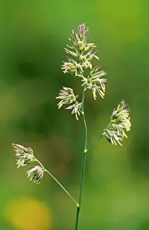 Glomerata: Cocksfoot GRASS in flower