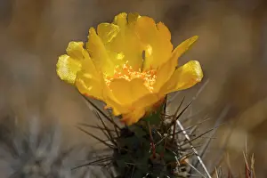 Opuntia: Coclo Cactus - yellow blossom of this opuntia