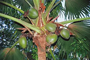 Coco: Coco-de-mer - Female fruits