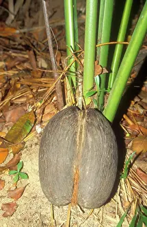 Maldive: Coco-de-mer / Maldive Coconut - Seed on ground