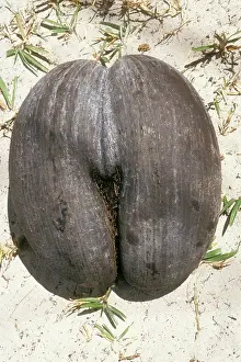 Maldive: Coco-de-mer / Maldive Coconut Seed - On ground