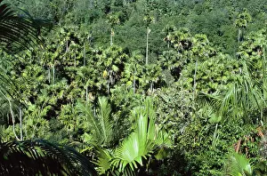 Coco: COCO DE MER