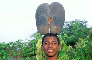 Lodoicea: COCO DE MER - man holding fruit; shows scale