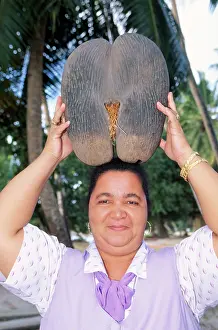 Lodoicea: COCO DE MER - woman holding fruit; shows scale