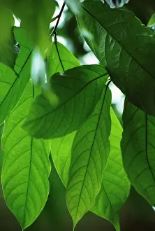 Cocoa: Cocoa bean