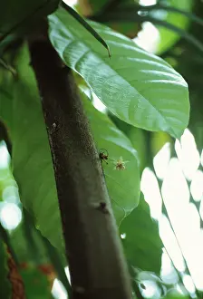 Cocoa: Cocoa bean