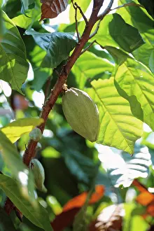 Cocoa: Cocoa bean