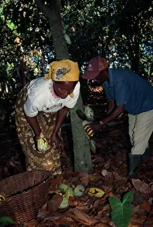 Cocoa: Cocoa bean