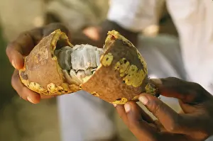 Cocoa: Cocoa bean