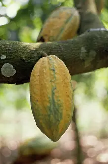 Cocoa: Cocoa bean