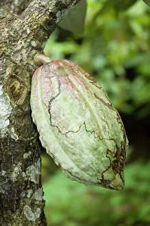 Cocoa: Cocoa bean