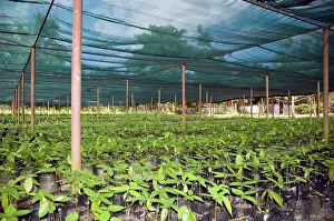 Nursery: Cocoa bean