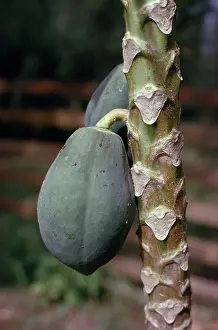 Cocoa: Cocoa bean