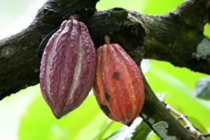 Cocoa: Cocoa bean