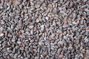 Cocoa: Cocoa bean