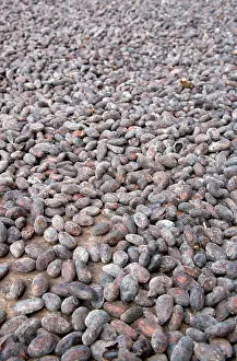 Cocoa: Cocoa bean