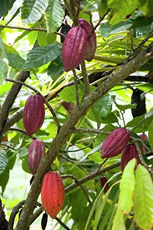 Cocoa: Cocoa bean