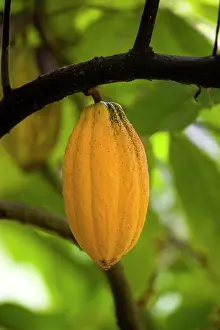 Cocoa: Cocoa bean