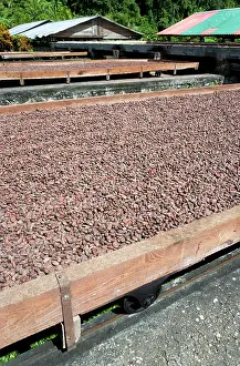 Cocoa: Cocoa bean