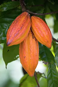 Cocoa: Cocoa bean