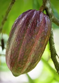 Cocoa: Cocoa bean