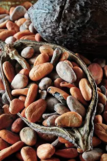 Oaxaca: Cocoa bean