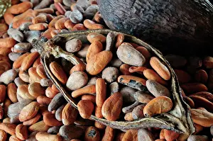Oaxaca: Cocoa bean