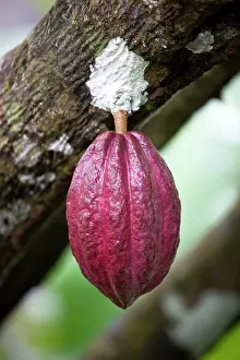Skincare: Cocoa bean