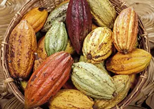 Exotics: Cocoa Beans - Exotics products for floral compositions