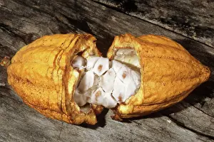 Seedpod: Cocoa Fruit
