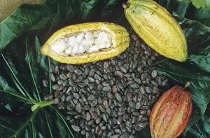 Beans: Cocoa plants