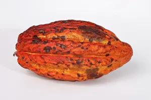 Ecuadorean: Cocoa pod