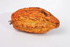 Ecuadorean: Cocoa pod