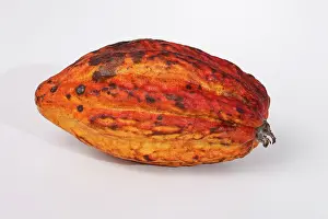 Ecuadorean: Cocoa pod