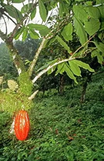 Cocoa: COCOA POD - ON TREE