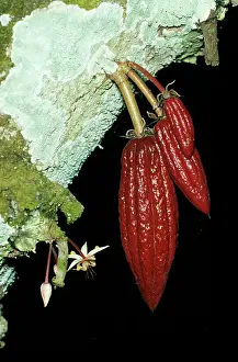 Cocoa: COCOA PODS