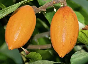 Malvaceae: Cocoa Pods