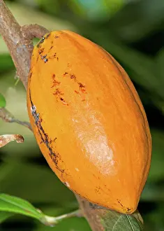 Malvaceae: Cocoa Pods