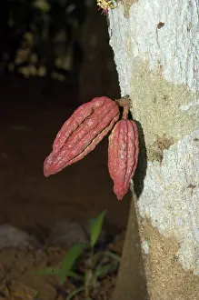 Cocoa: Cocoa: pods growing directly out of tree trunk