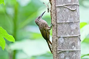 Tobago: Cocoa Woodcreeper - on tree trunk