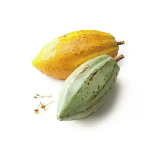Cocoa: Cocoabean