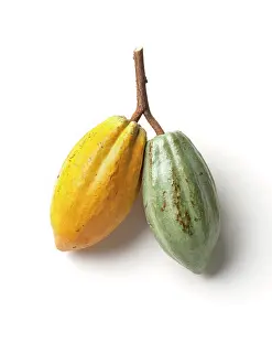 Cocoa: Cocoabean