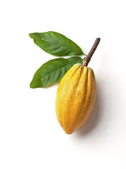 Cocoa: Cocoabean
