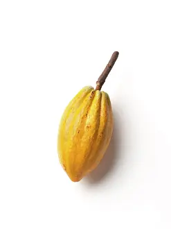 Cocoa: Cocoabean