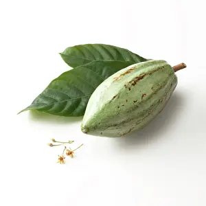 Cocoa: Cocoabean